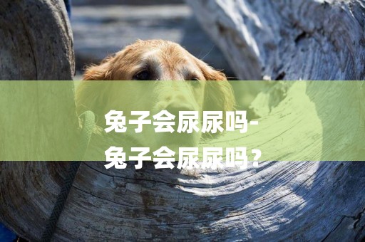 兔子會尿尿嗎-
兔子會尿尿嗎？