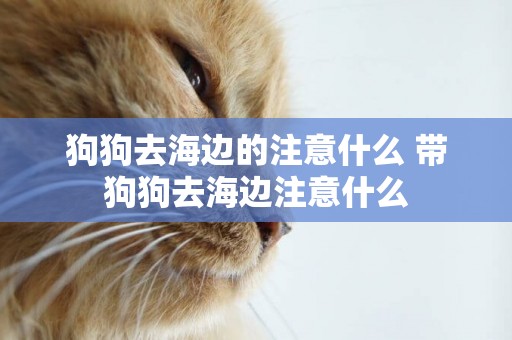 狗狗去海邊的注意什么 帶狗狗去海邊注意什么