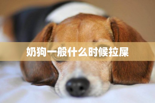 奶狗一般什么時候拉屎