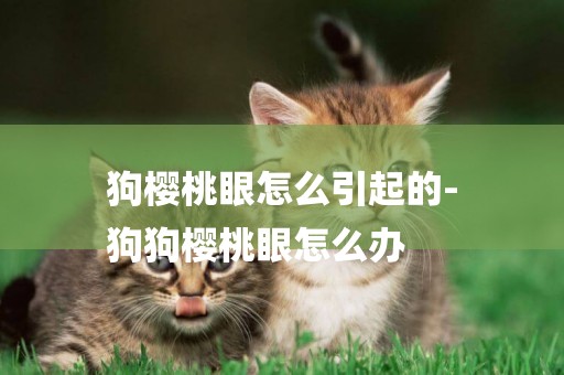 狗櫻桃眼怎么引起的-
狗狗櫻桃眼怎么辦
