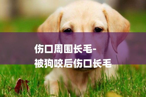 傷口周圍長毛-
被狗咬后傷口長毛