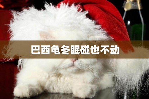 巴西龜冬眠碰也不動