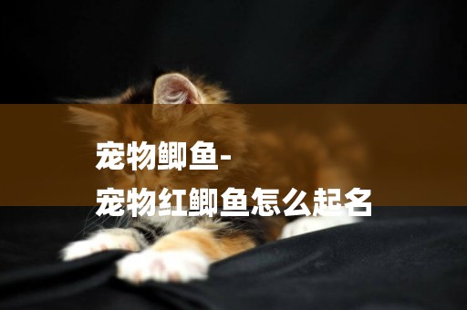寵物鯽魚-
寵物紅鯽魚怎么起名