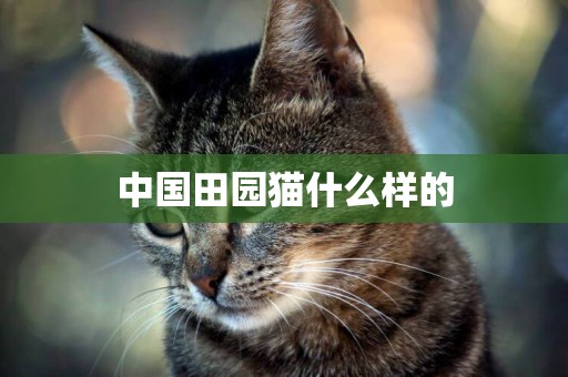 中國田園貓什么樣的