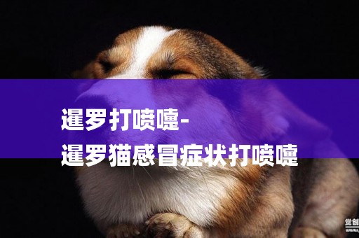 暹羅打噴嚏-
暹羅貓感冒癥狀打噴嚏