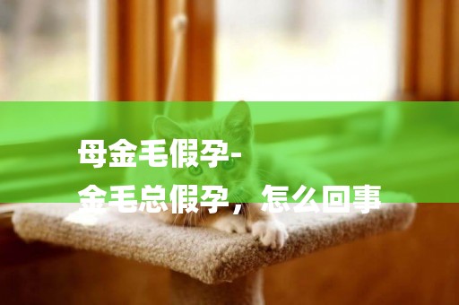 母金毛假孕-
金毛總假孕，怎么回事