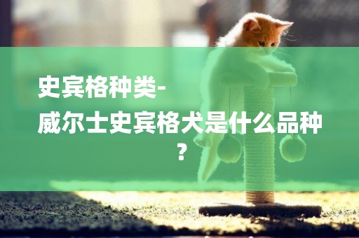 史賓格種類-
威爾士史賓格犬是什么品種？