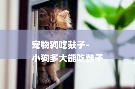 寵物狗吃麩子-
小狗多大能吃麩子