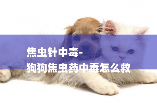 焦蟲針中毒-
狗狗焦蟲藥中毒怎么救