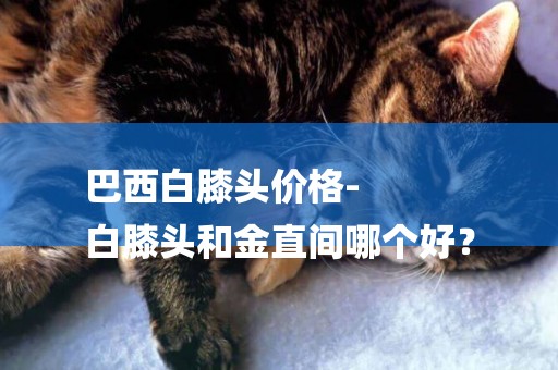 巴西白膝頭價格-
白膝頭和金直間哪個好？