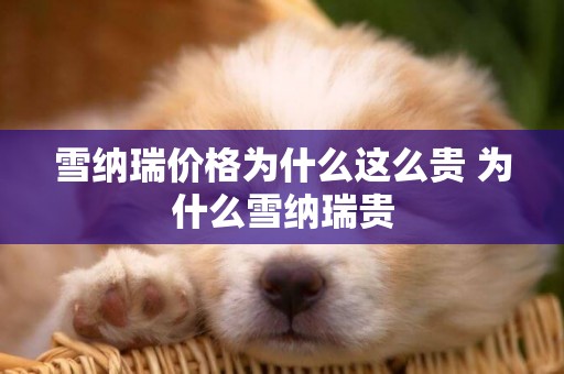 雪納瑞價格為什么這么貴 為什么雪納瑞貴