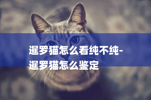 暹羅貓怎么看純不純-
暹羅貓怎么鑒定