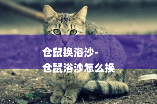 倉鼠換浴沙-
倉鼠浴沙怎么換