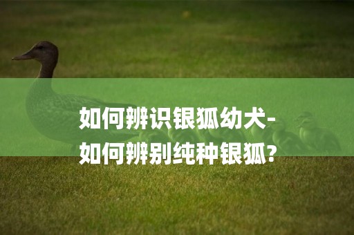 如何辨識銀狐幼犬-
如何辨別純種銀狐?