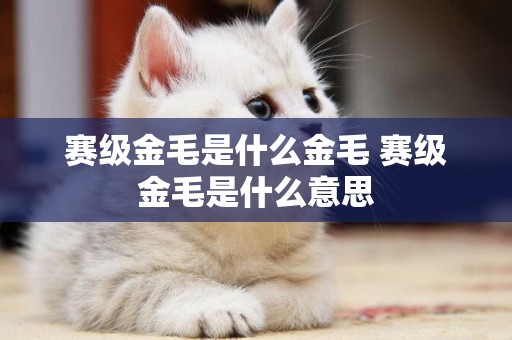賽級金毛是什么金毛 賽級金毛是什么意思