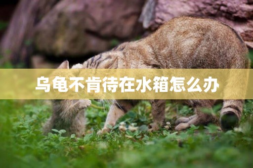 烏龜不肯待在水箱怎么辦