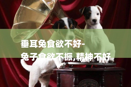 垂耳兔食欲不好-
兔子食欲不振,精神不好