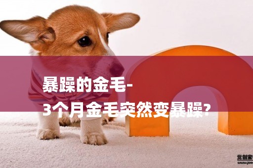 暴躁的金毛-
3個月金毛突然變暴躁?