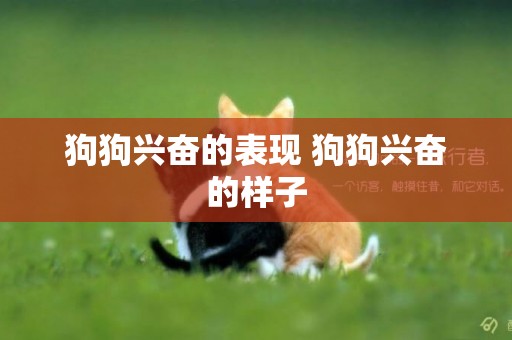 狗狗興奮的表現 狗狗興奮的樣子