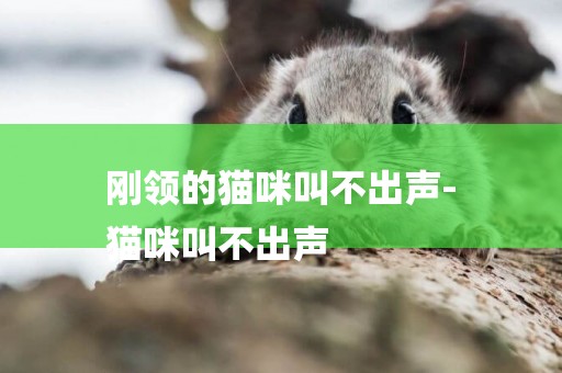 剛領的貓咪叫不出聲-
貓咪叫不出聲