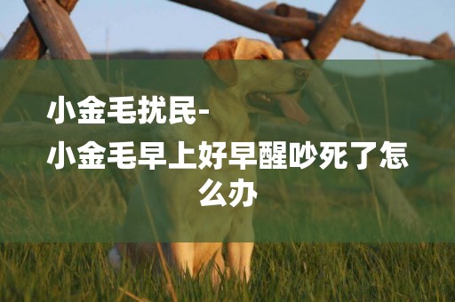 小金毛擾民-
小金毛早上好早醒吵死了怎么辦