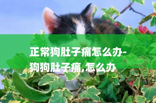 正常狗肚子痛怎么辦-
狗狗肚子痛,怎么辦