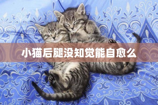 小貓后腿沒知覺能自愈么