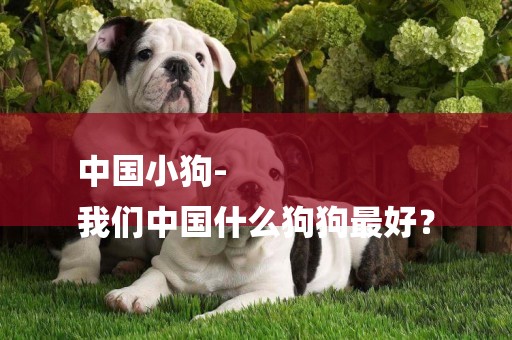 中國小狗-
我們中國什么狗狗最好？