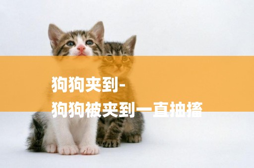 狗狗夾到-
狗狗被夾到一直抽搐