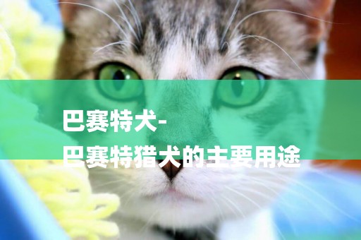 巴賽特犬-
巴賽特獵犬的主要用途
