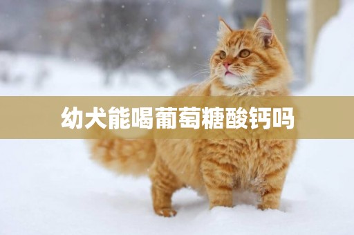 幼犬能喝葡萄糖酸鈣嗎