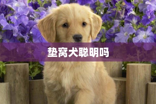 墊窩犬聰明嗎
