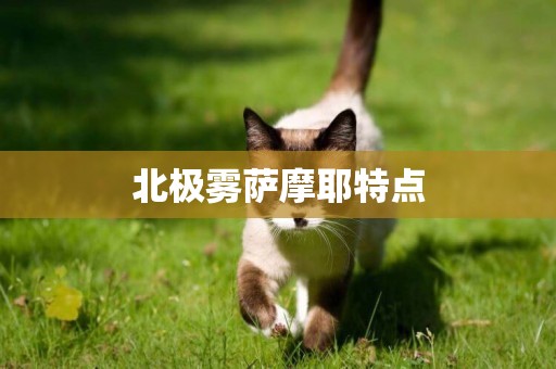北極霧薩摩耶特點