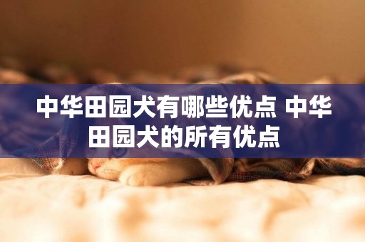 中華田園犬有哪些優點 中華田園犬的所有優點