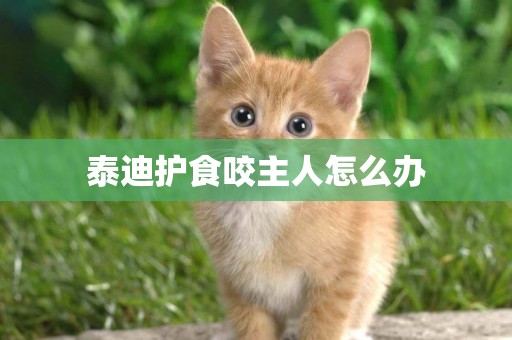 泰迪護食咬主人怎么辦