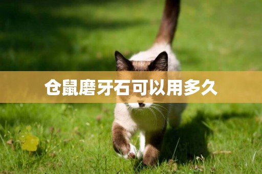 倉鼠磨牙石可以用多久