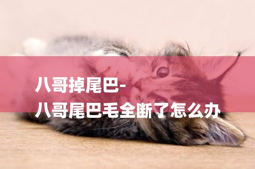 八哥掉尾巴-
八哥尾巴毛全斷了怎么辦