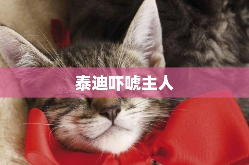 泰迪嚇唬主人