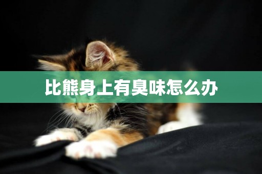 比熊身上有臭味怎么辦
