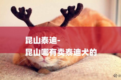 昆山泰迪-
昆山哪有賣泰迪犬的
