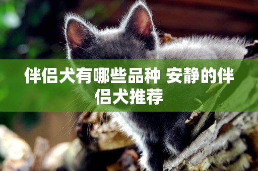 伴侶犬有哪些品種 安靜的伴侶犬推薦