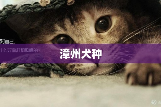 漳州犬種