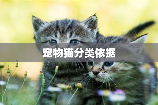 寵物貓分類依據