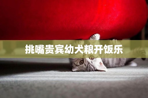 挑嘴貴賓幼犬糧開飯樂