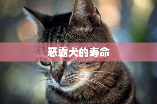 惡霸犬的壽命
