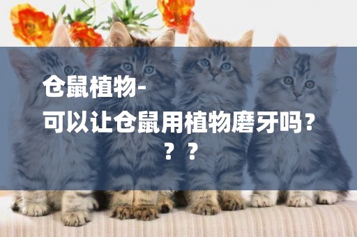 倉鼠植物-
可以讓倉鼠用植物磨牙嗎？？？