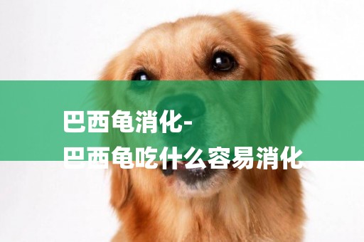 巴西龜消化-
巴西龜吃什么容易消化