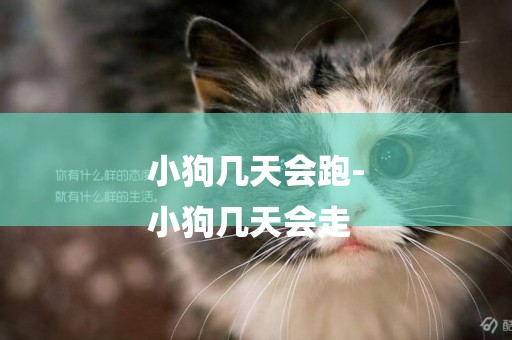 小狗幾天會跑-
小狗幾天會走