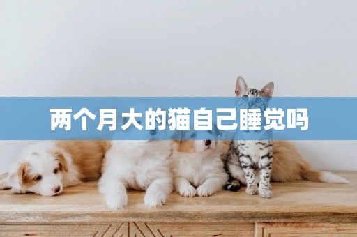 兩個月大的貓自己睡覺嗎
