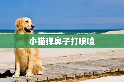 小貓彈鼻子打噴嚏